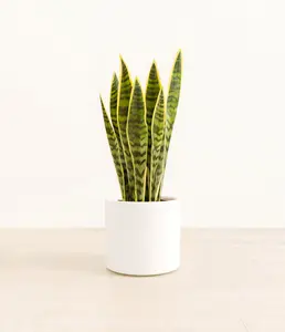 Golden Snake Plant