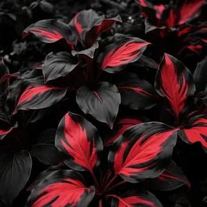 800 Pcs Seeds – Bold Bicolor Foliage for Striking Shade Gardens, Low-Maintenance & Perfect for Visual Garden Design