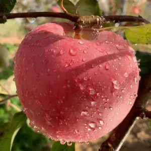 Red Fuji apple seedlings are cultivated using grafting and strong seedling technology, and the fruits are large, crisp, sweet and juicy, and novice planting is stress-free