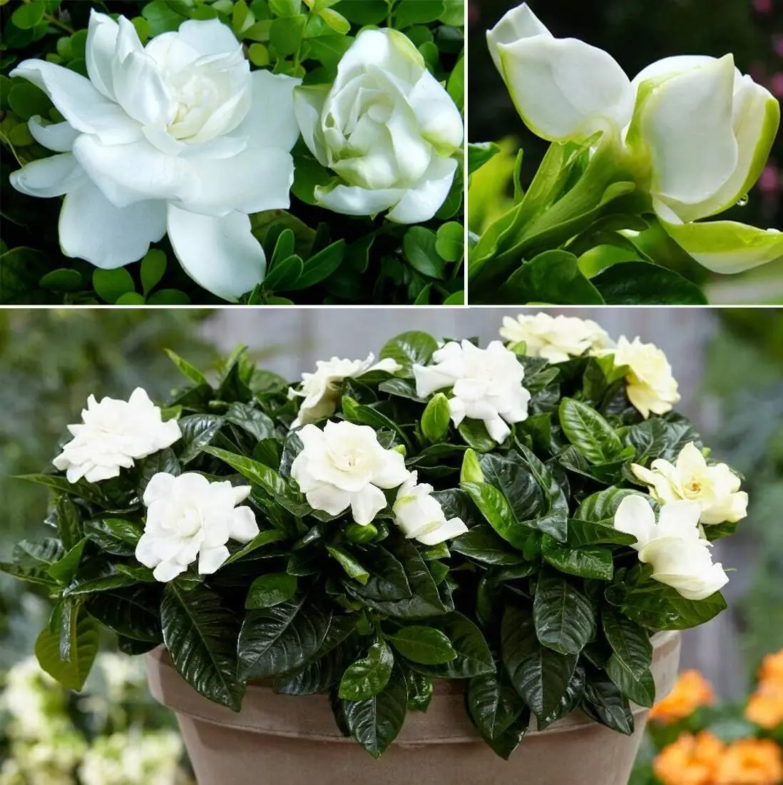 Gardenia Seeds 300PCS Fragrant White Flower Seeds Ornamental Garden Plant Gardenia