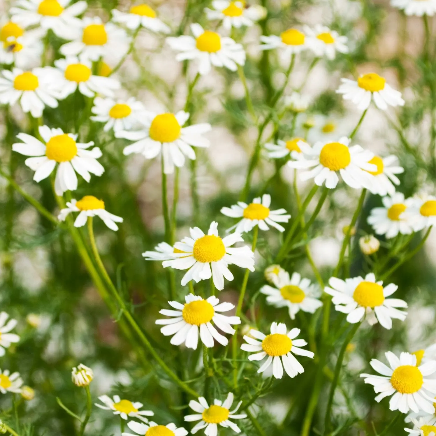TomorrowSeeds - German Chamomile Seeds -  Matricaria Chamomilla Medicinal Aromatherapy Roman Dried Tea Herb Garden Flower Seed For 2024 Season