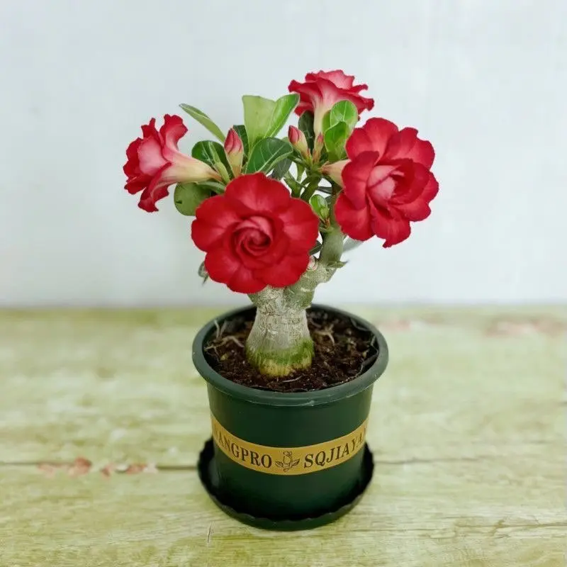 Grow Stunning Desert Rose! Fresh Adenium Tubers Ready To Plant，Exotic Succulent Bonsai For Garden