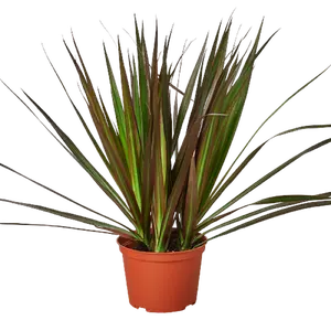 Dracaena 'Marginata Magenta'