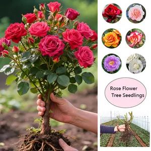 Heirloom Rose Old Tree Stumps,Rose Plant,Well-Rooted - living plants - suitable for outdoor garden planting in spring