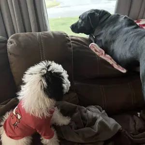 XPUDAC 4 Pieces Dog Dress Shirt Puppy Clothes for Small Girl Cute Doggie Dresses Summer Clothes Apparel for Dogs Cats