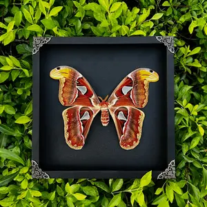 Stunning Metallic Red Atlas Moth Framed Shadow Box Display, Majestic Large Insect Art, Dark Academia Gothic Wall Decor, Unique Gift for Oddity Lovers, Curiosities Cabinet Home Decor, Nature Inspired Gallery Wall Hanging, K26-35