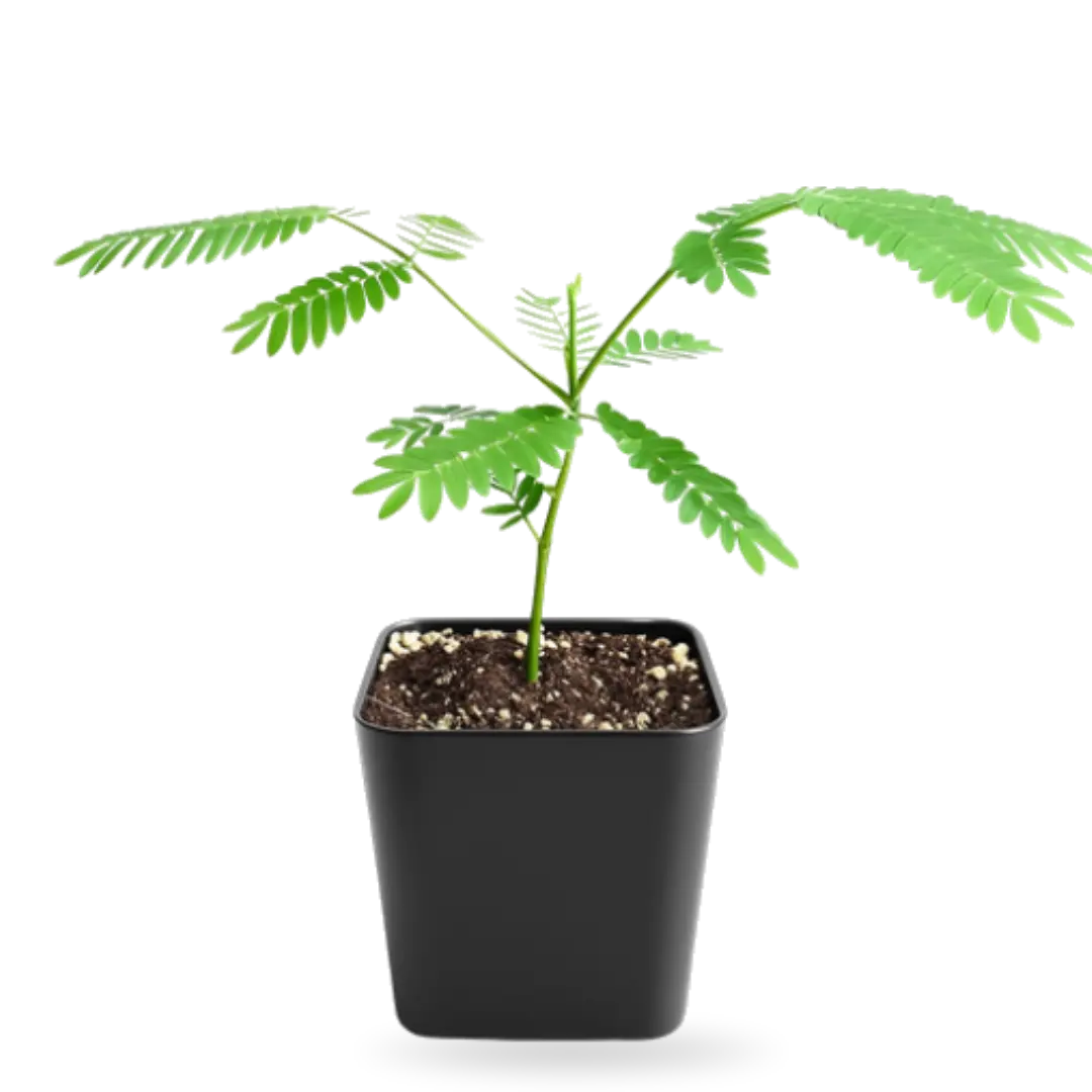 Persian Pink Mimosa – Ornamental Flowering Starter Tree