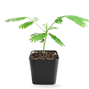 Persian Pink Mimosa – Ornamental Flowering Starter Tree