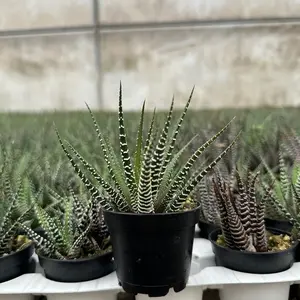 Zebra Plant, Haworthia Fasciata, Small Succulent, Easy care plant in 2" pot