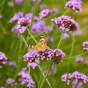 Verbena Purpletop Flower Seeds - Grow Beautiful Flowers Indoors, Outdoors, In Pots, Grow Beds, Soil, Hydroponics & Aquaponics