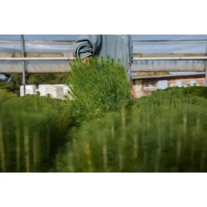 Mexican Weeping Pine | Lot of 30 Tree Seedlings
