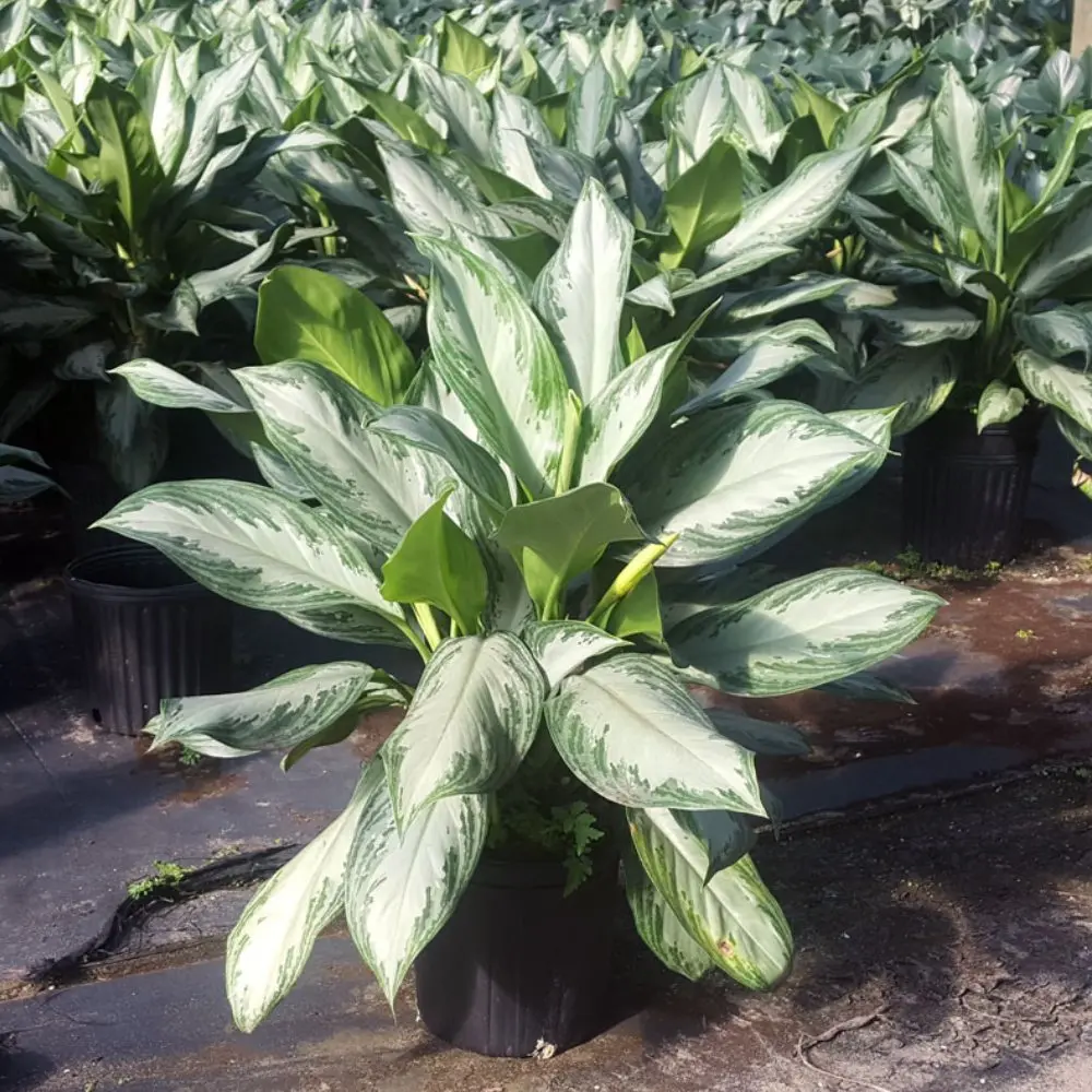 dracaena marginata yellow leaves Dracaena Marginata Sun Ray – Rolling Greens main image 1