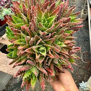 Aloe Nobilis 8 inch pot Very Large succulent