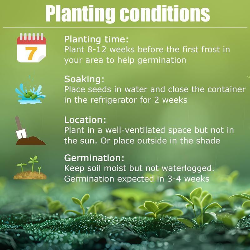 50+ pcs Jasmine Seeds for Planting, Non-GMOHeirloom, PerennialGarden Bonsai Plant, No Experience RequiredEasy to Grow