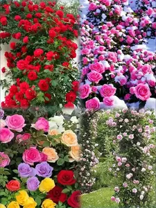 200 Mixed Color Climbing Rose Seeds High Germination Ornamental Flower Seeds for Vertical Gardening