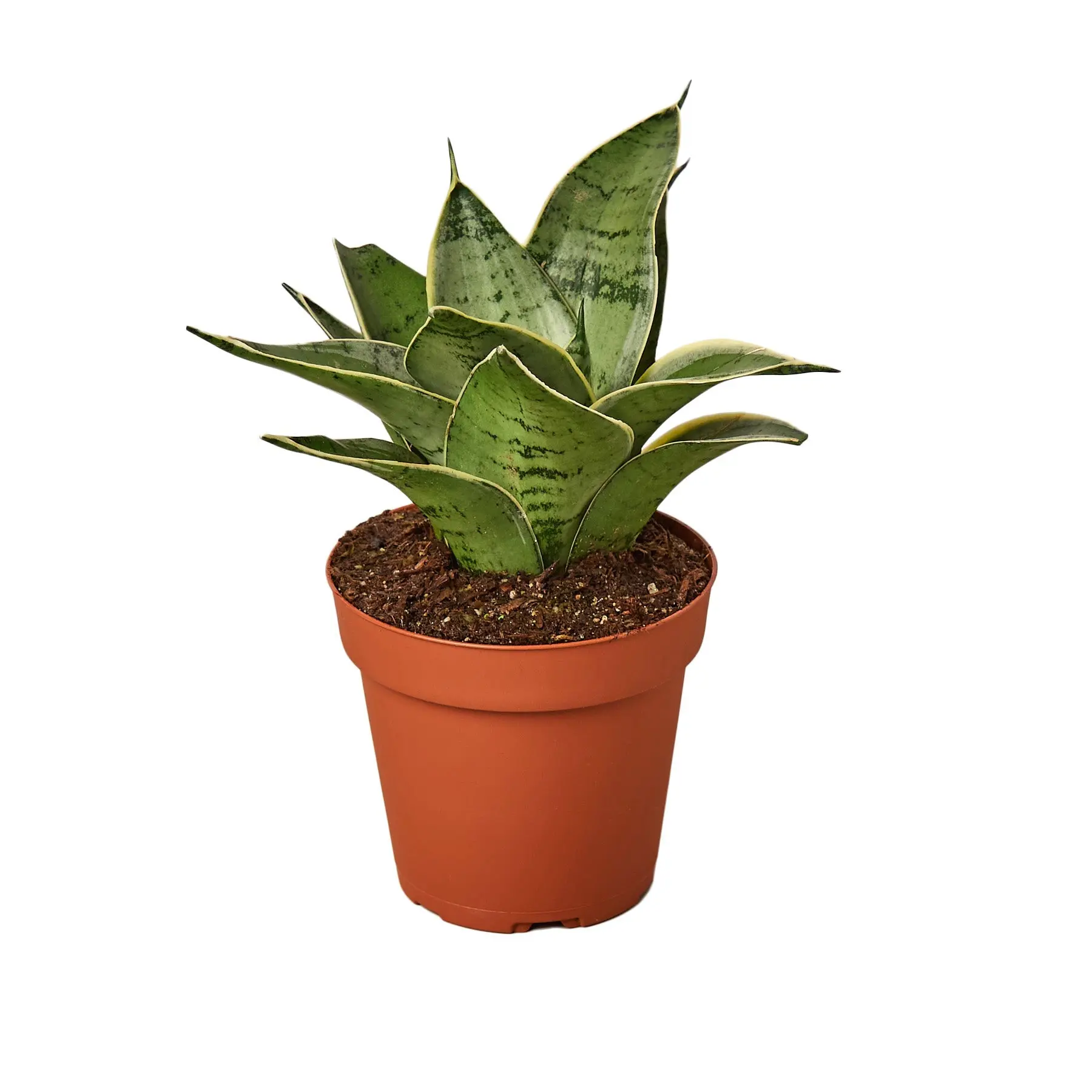 Snake Plant Starlight (Sansevieria trifasciata)