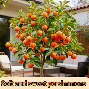 Giant sweet and crisp persimmon tree seedlings, large, sweet, high-yielding, suitable for potting and above-ground planting. Strong and easy to survive, even beginners can easily start planting.