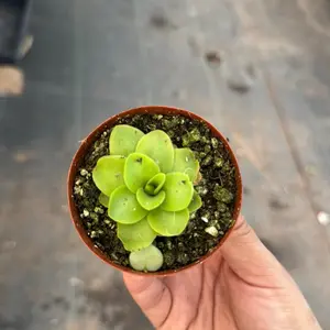 Butterwort Carnivorous Plant Pinguicula 2 inch pot plant