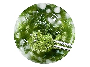 Longevity Dehydrated Sea Grapes, 4.23 oz of 6 packs, Umibudo Green Caviar, Lato Seaweed, Precious Gift From The Sea | Enhance Health, Boosting Immune System. Longevity Dehydrated Sea Grapes, 4.23 oz of 6 packs, Umibudo Green Caviar, Lato Seaweed, Precious Gift From The Sea | Enhance Health, Boosting Immune System.