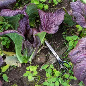 Organic Red Giant Mustard Seeds (Brassica juncea) – Striking Purple-Red Leaves with Bold Flavor