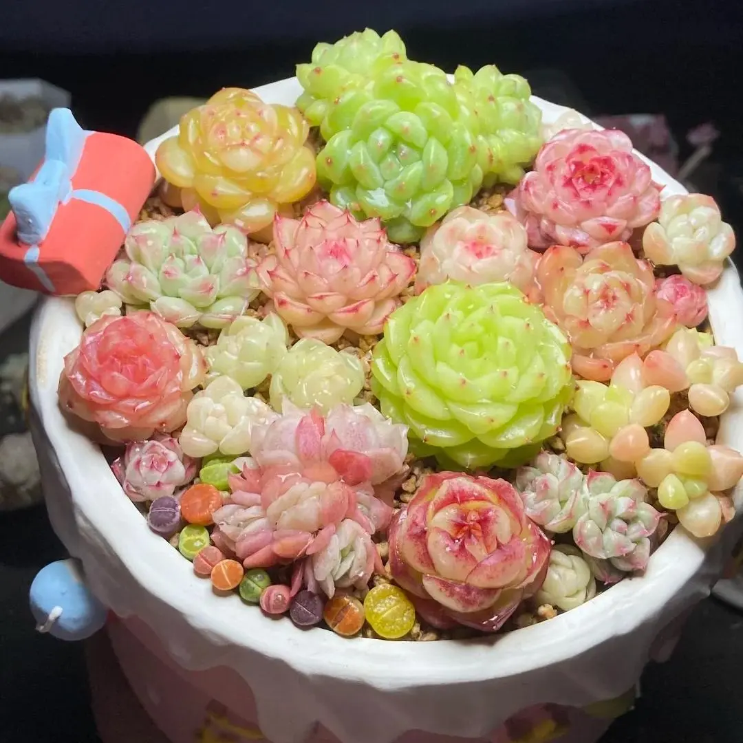 c12-Pack Mini Succulents (0.5–1.5”) – Random Assorted Variety, Easy Care Live Plants, Bare Root Shipping, DIY, Wedding Favors