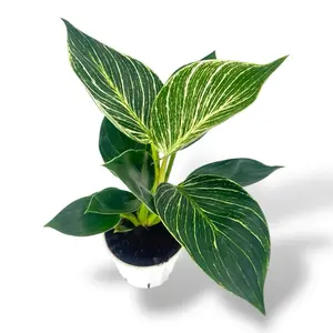 Philodendron Birkin, Beginner Friendly, Live Plant, 4 inch pot