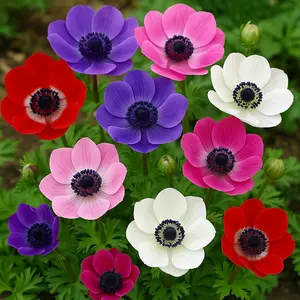 Anemone De Caen Flower Bulbs for Planting - Easy to Grow, Beautiful Blooms