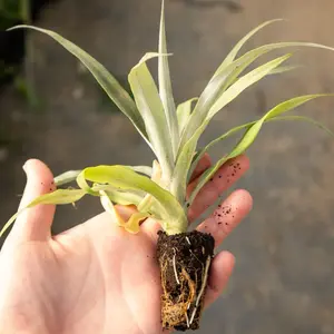 Sugarloaf Pineapple Plant - Sweet Creamy White Flesh No Core Less Acidic Unique Variety for Home Gardening