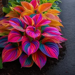 Hosta Seeds 800 pcs for Vibrant Garden Easy Planting Flowers Space FlowerFlowering Bushes Enhance Garden Appeal Continuous Beauty Ideal for Flower Beds