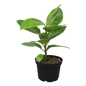Variegated Ficus Altissima: Unique Rubber Tree - Live Indoor Plant for Plant Lovers - (6” Pot) – Easy Plant Care – Ficus Tree - Low Maintenance House Plant for Home & Office