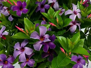 Mandevilla, Bluephoria Blue Flowers Starter Plants, Lot of 2