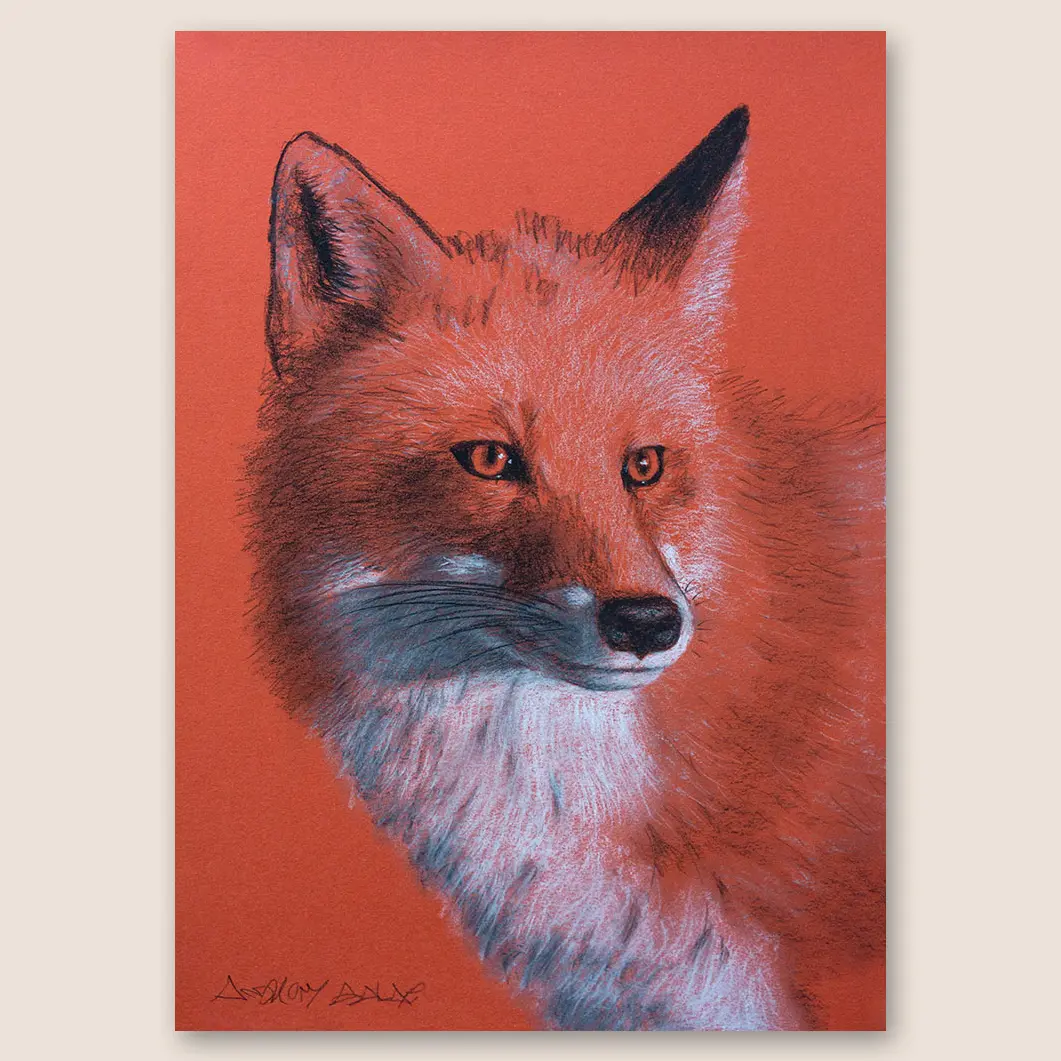 Fox Original Conte Crayon & Charcoal Drawing on Toned Paper - 11"x16" Artwork in Realistic Style