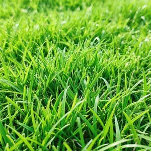 3000 PCS Zoysia Lawn Grass Seeds for Planting – Yard and Garden Grass Seed Pack for Outdoor Spaces, Home Landscape Lawn Seed Supply, Seeds Only Not Live Plants
