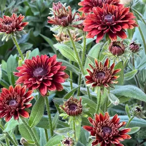 300 Pcs Black Eyed Susan Seeds – Rustic Orange & Yellow Rudbeckia Autumn Garden Flower, Heirloom, Non-GMO