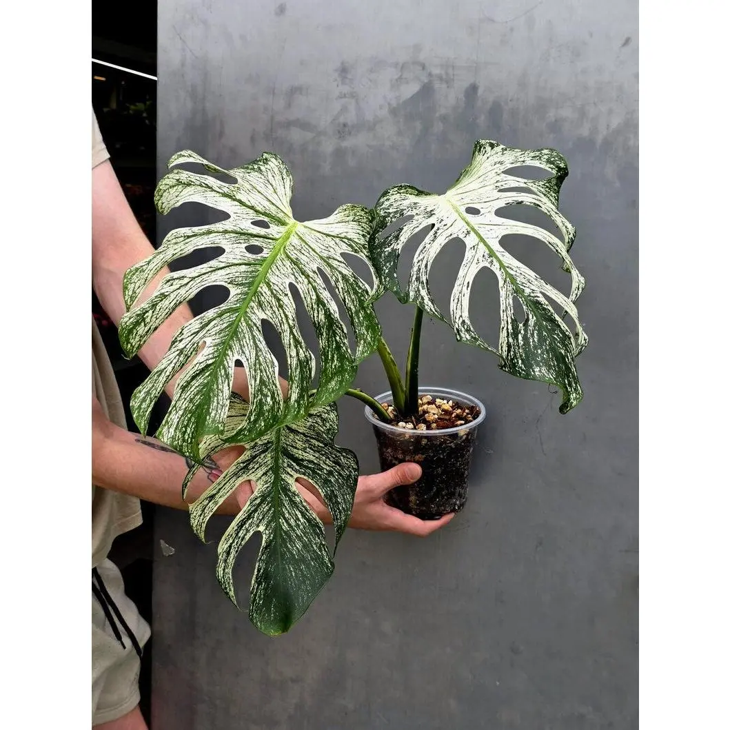 Monstera Deliciosa Devil Monster - Rare Giant Monstera Plant  (AskSalDevil-17th june)