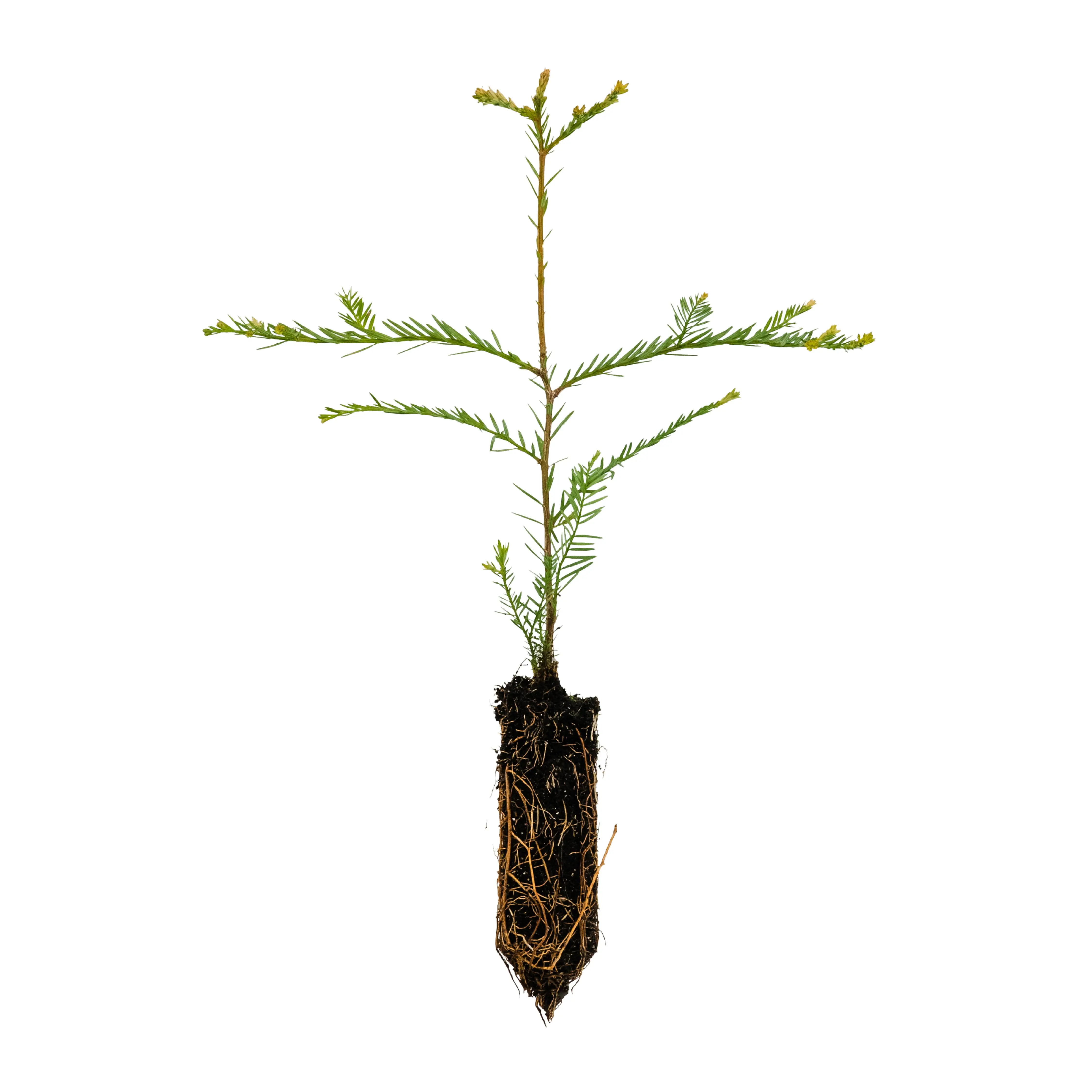 Clonal Coast Redwood | Fast-Growing Forestry Seedling