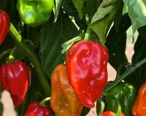 6'' AJI' DULCE Pepper Plant Well-Rooted Sweet Chili Pepper, Live Plant ají cachucha