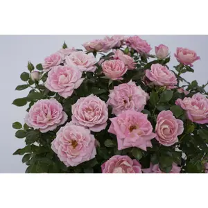 Pink Sunblaze® Miniature Rose Bush - Hardy - 2.5" Pot