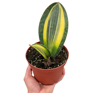 Variegated Shark Fin Snake Plant