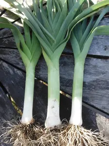 TomorrowSeeds - American Flag Leek Seeds -  Allium ampeloprasum Ramps Leeks Scallion Bunching Green Onion Vegetable Seed 2024 Season