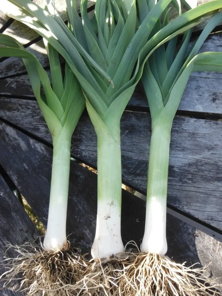 TomorrowSeeds - American Flag Leek Seeds -  Allium ampeloprasum Ramps Leeks Scallion Bunching Green Onion Vegetable Seed 2024 Season
