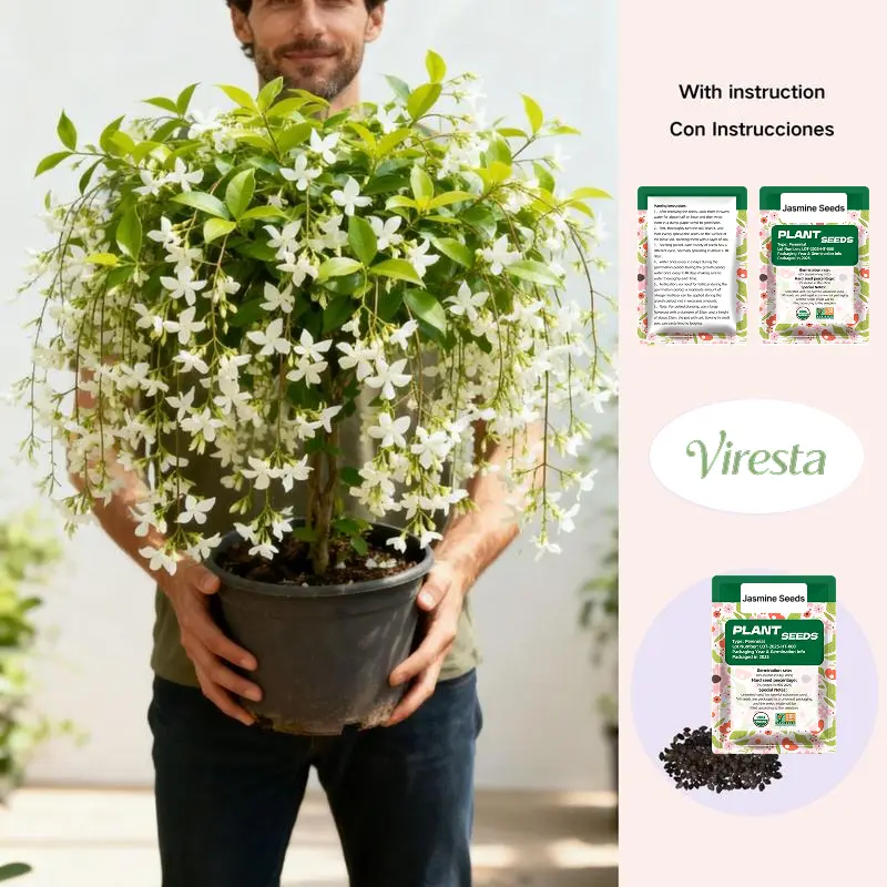 Climbing Jasmine Flower Seeds Fragrant Plant for Planting Garden Home Four Seasons Evergreen Silver Jasmine Garden Balcony Climbing Flower Non-GMO