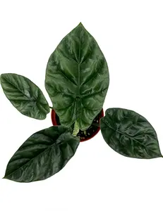 Alocasia Sinuata Quilted Dreams | Elephant Ear Plants