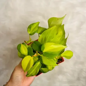 4” philodendron brasil