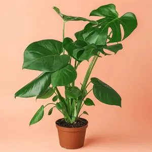 Monstera Deliciosa - Indoor Live Plant, Leaves Split with Maturity, Air Purifying & Very Beginner Friendly,  Ideal for Home Decor Houseplants