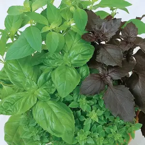 Basil ‘Culinary Mix’ (Ocimum basilicum) – A mix of fragrant basil varieties, perfect for fresh use in cooking, pestos, and herbal infusions.**