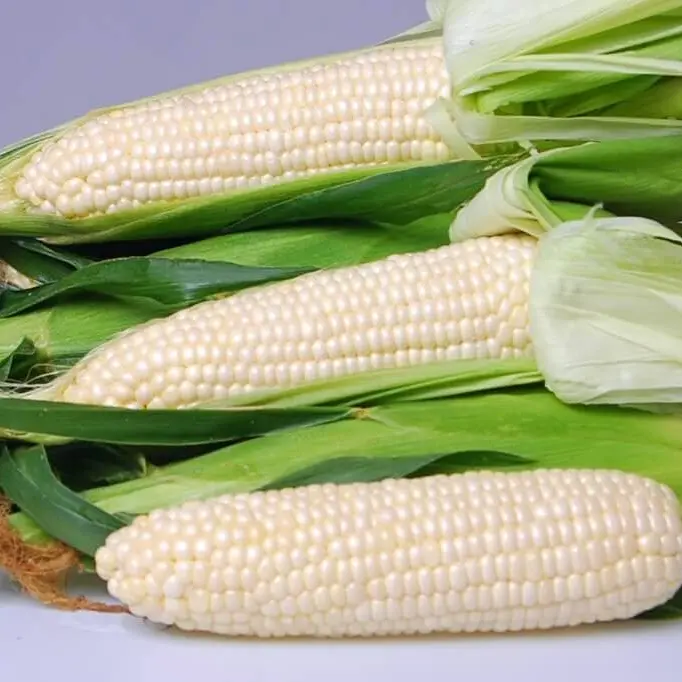Eden Sweet Corn | Seed Packet | 150 Seeds