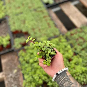 2” elephant bush pet friendly sculptures