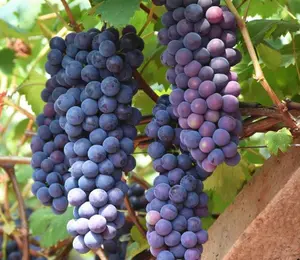 2025 New 30Pcs Thompson Grape Seeds， Vine Plant Sweet Excellent Flavored Green Grape