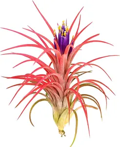Large Air Plants - 1 Victoriana - 5 to 7 Inch Air Plant - Color & Form Varies by Season - 30 Day Guarantee on Tillandsia from The Drunken Gnome (1, One Size 5-7")
